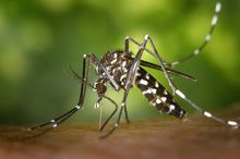 Aedes Mosquito China Zika Regulation