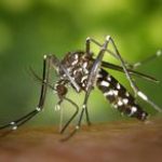 Aedes Mosquito China Zika Regulation