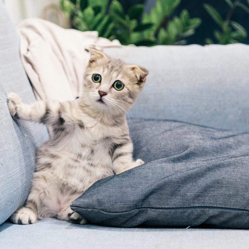 Cat Hears Risks for Furniture Importers