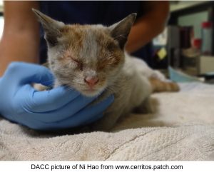 cute stowaway kitten from China to U.S.