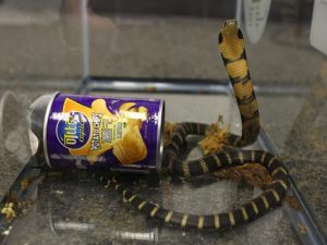 cobra shipped in potato chip can