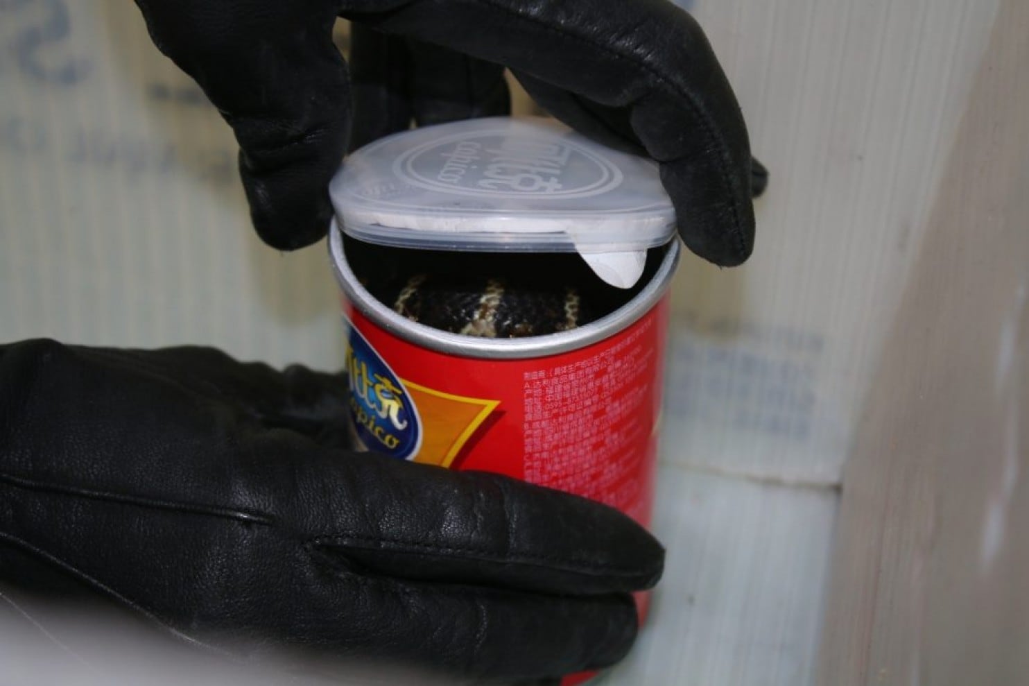 King Cobras Found in Potato Chip Cans by Customs