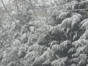 Pic: Snow Covered Pines - Creative Commons - by Lucy Meade