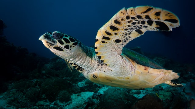 A photo of a hawksbill sea turtle.